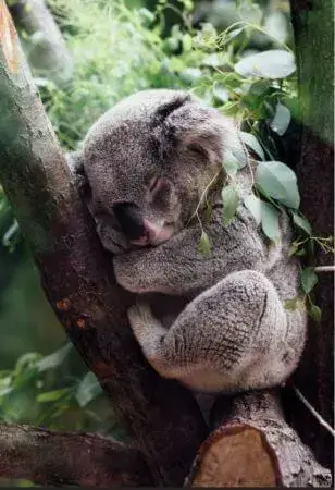 Koale hiding in healthy eucalyptus tree