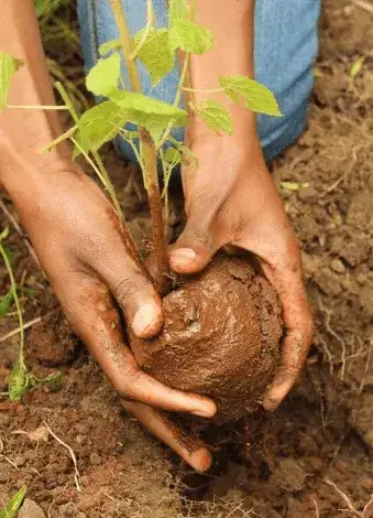 Eden workers planting trees