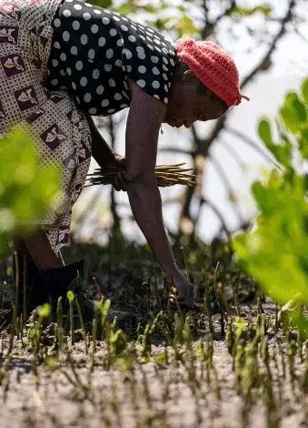 Village worker planting trees on field